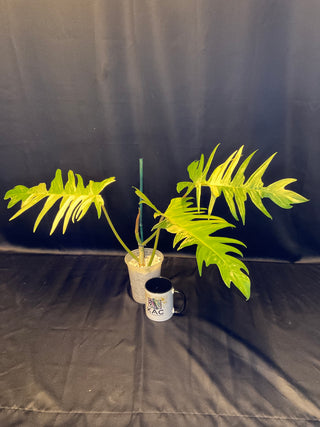Philodendron Florida Beauty x Tortum S12 5" Pot - 3 HUGE Leaves