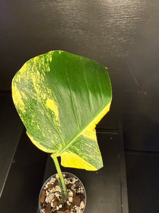 Monstera Pom-Pom 1 Leaf