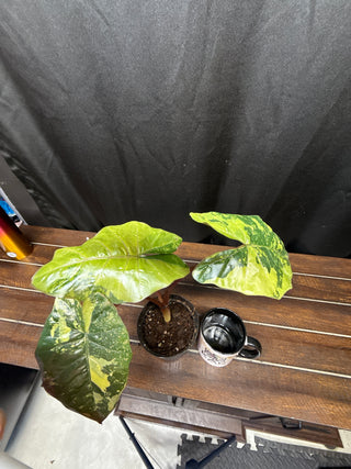 Alocasia Yucatán Princess Aurea