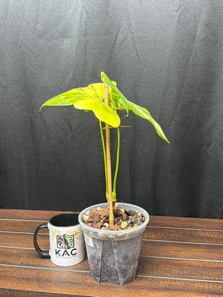 Anthurium Pterodactyl Variegated 6" Pot