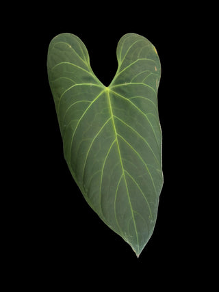 Anthurium Regale