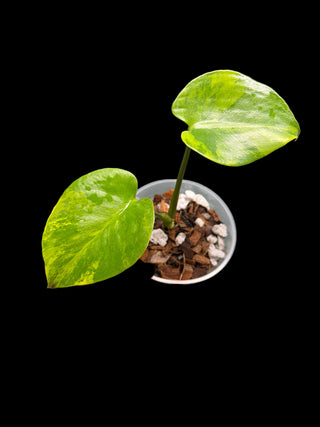 Monstera Large Form Aurea (Yellow Marilyn) - 5" Pot