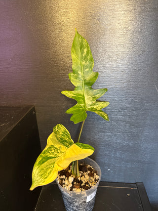 Philodendron Florida Beauty x Mayoi 2 Leaves