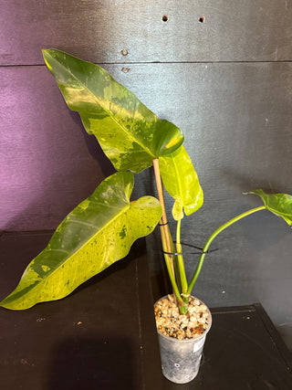 Philodendron Whipple Way GoG Variegated 4" Pot - 3 Large Leaves