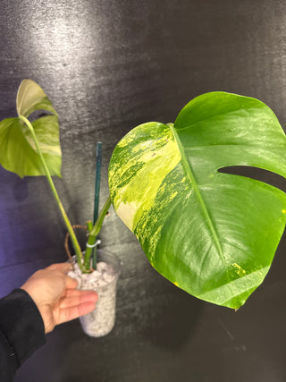 Monstera Aurea - 2 Leaves