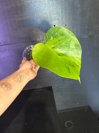 Monstera 'GoG' (Green on Green) 1 Leaf