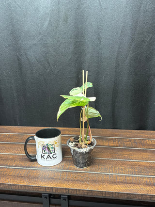 Philodendron Variegated Gloriosum 3" Pot - 3 Leaves