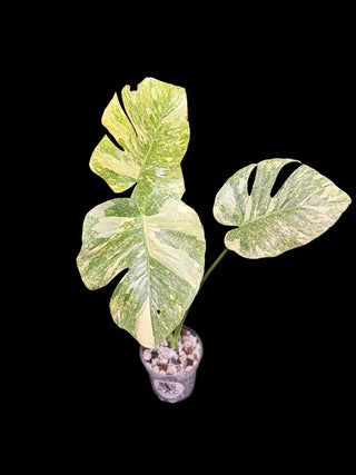 Monstera Platinum – KAC Exotic Plant Collective