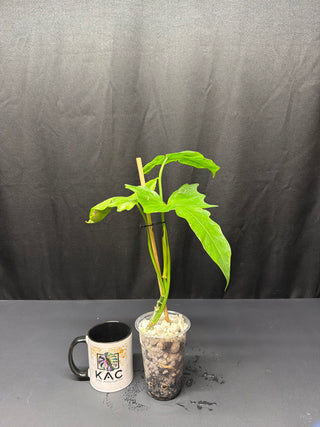 Philodendron Golden Dragon Mint