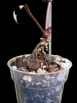 Anthurium Pap Skg Red Crystal X Doc. Block Michelle