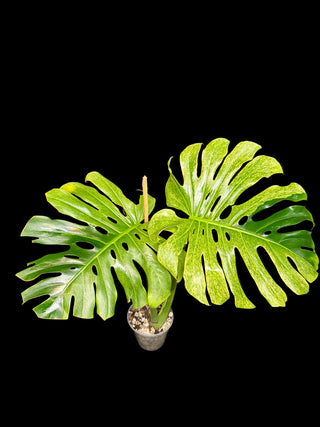 Monstera Sphinx Mint