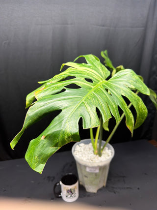 Monstera Ocean Mint