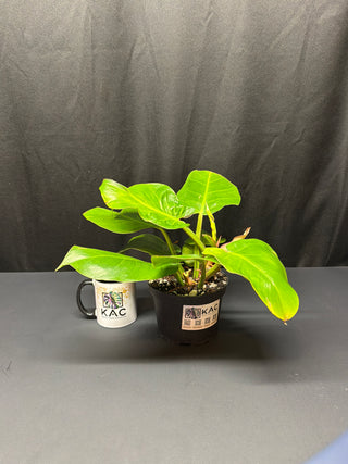 Philodendron Red/Yellow Flame