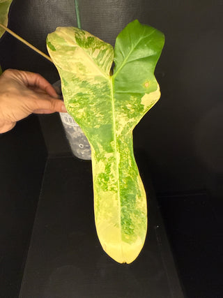 Philodendron 'Jenifer' Florida Beauty x Billie 3 Leaves