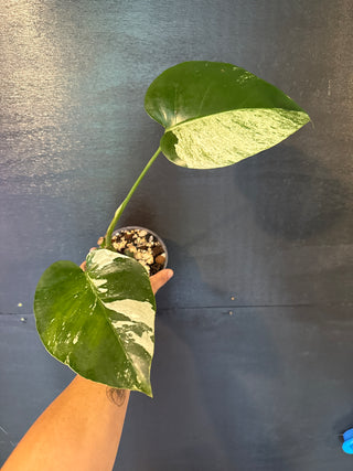 Monstera Mint 5" Pot