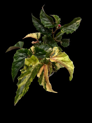 Begonia - Ginny Galaxy - 4"