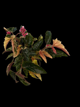 Begonia - Ginny Galaxy - 4"