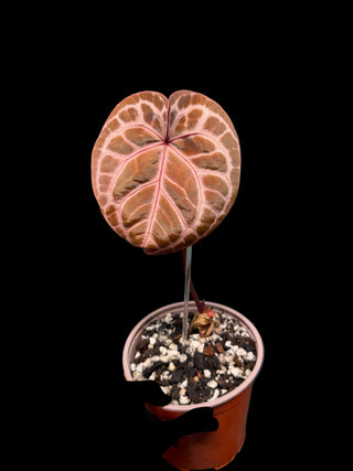 Anthurium Doc Block Michelle - 7" Pot