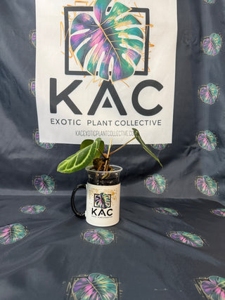 Anthurium Carla Blackiae 4" Pot