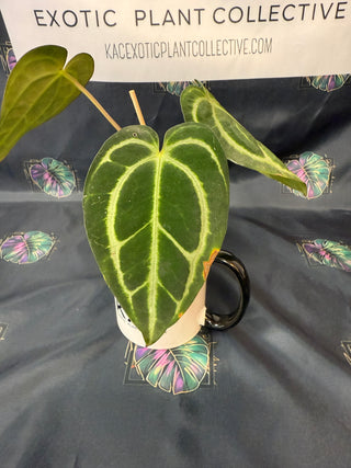 Anthurium Carla Blackiae 4" Pot