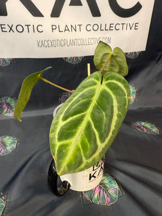 Anthurium Carla Blackiae 4" Pot