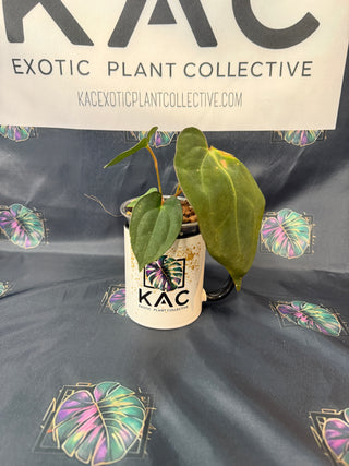 Anthurium Carla Blackiae x Pap 4" Pot