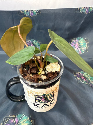 Anthurium Carla Blackiae x Pap 4" Pot