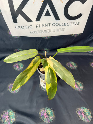 Philodendron Atabopoense Variegated 4" Pot