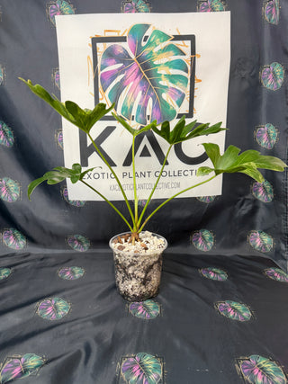 Philodendron Sellum Varieagted 5" Pot