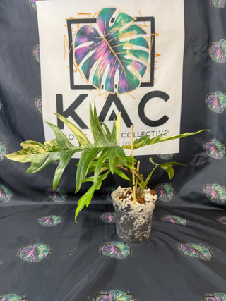 Philodendron Florida Beauty x Tortum 5" Pot - 6 Leaves