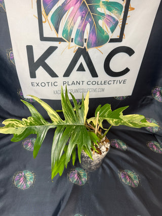 Philodendron Florida Beauty x Tortum 5" Pot - 6 Leaves
