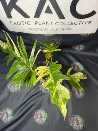 Philodendron Florida Beauty x Tortum 5" Pot - 6 Leaves