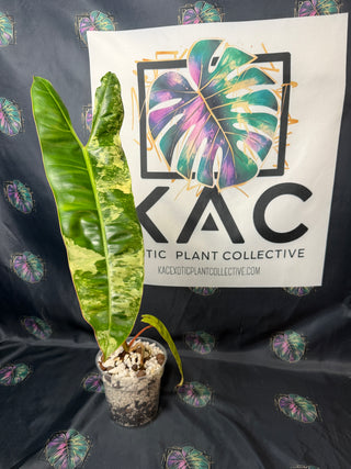 Philodendron Variegated Billitea 4.5" Pot