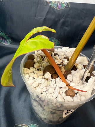 Philodendron Variegated Billitea 4.5" Pot