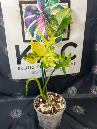 Philodendron Florida Beauty x Mayoi 5" Pot