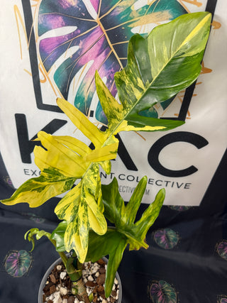 Philodendron Florida Beauty x Mayoi 5" Pot