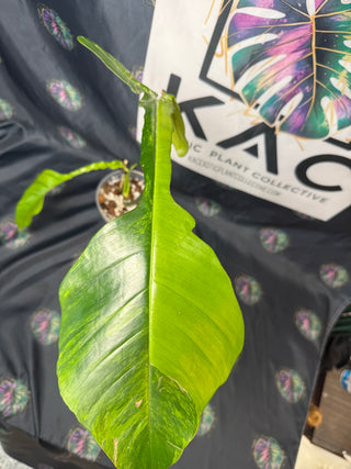 Philodendron Joepii GoG