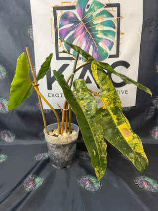 Philodendron Variegated Billitea 5.5" Pot - 4 Leaves