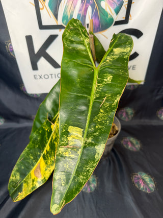 Philodendron Variegated Billitea 5.5" Pot - 4 Leaves