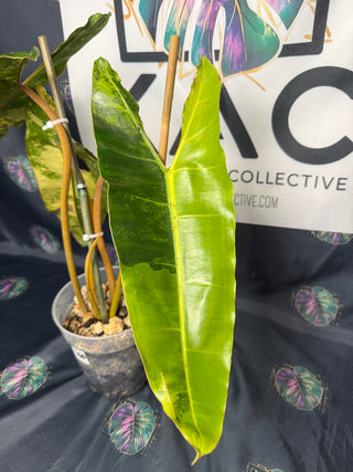 Philodendron Variegated Billitea 5.5" Pot - 4 Leaves
