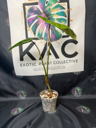 Philodendron El Choco Red x Var. Billie 5" Pot - 3 leaves