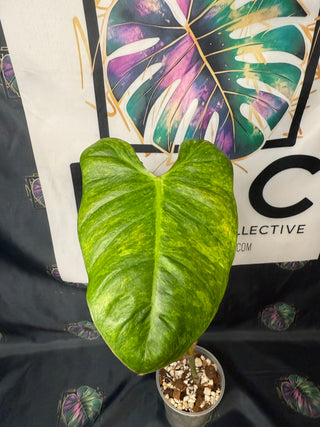 Philodendron El Choco Red x Var. Billie 5" Pot - 3 leaves
