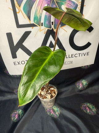 Philodendron El Choco Red x Var. Billie 5" Pot - 3 leaves