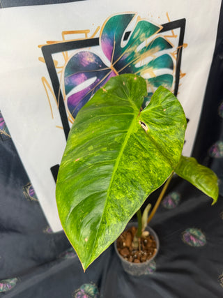 Philodendron El Choco Red x Billie 5" Pot - 1 Leaf