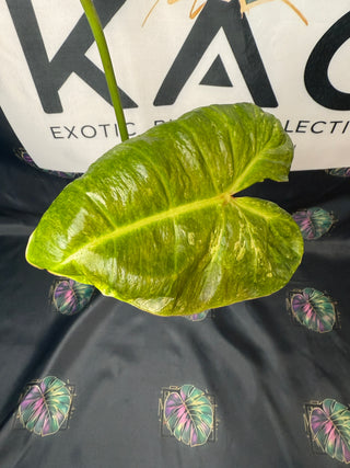 Philodendron El Choco Red x Billie 5" Pot - 1 Leaf