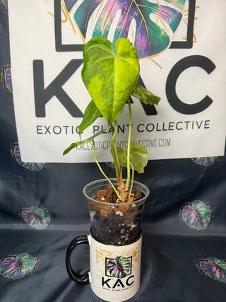 Anthurium Sweet Love Variegated 4" Pot