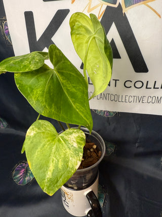 Anthurium Sweet Love Variegated 4" Pot