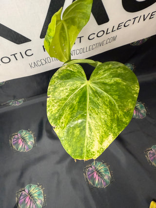 Anthurium Sweet Love Variegated 4" Pot