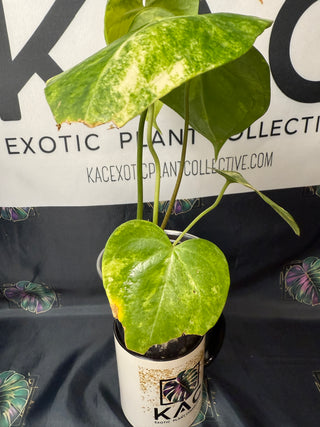 Anthurium Sweet Love Variegated 4" Pot