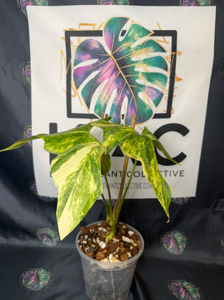 Anthurium Pterodactyl Variegated 6" Pot